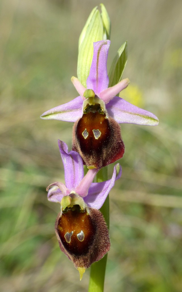 Ophrys crabronifera nellAbruzzo aquilano - aprile  2022.